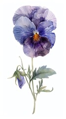 A delicate watercolor painting of a purple pansy flower with green leaves, displaying its natural beauty and intricate details on a white background.