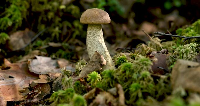 Hand picking edible bolete mushrooms in the forest, close-up. Small mashroom.