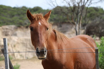 Closeup of brown mare with white star on her forehead. Lucero horse grazing on rural farm with mountains in the background and copy space. Farm animal. Equine.