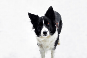 Adorable puppy of shetland sheepdog also known as sheltie enjoying first snow.	