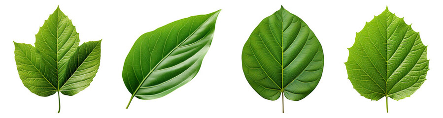 Obraz premium Collection of green leaves isolated on transparent background