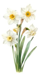 Beautiful watercolor illustration of white daffodil flowers with green leaves, perfect for botanical designs and floral art projects.