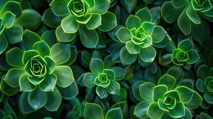 Background of new vibrant green leaves belonging to the Ochitok Caucasian succulent