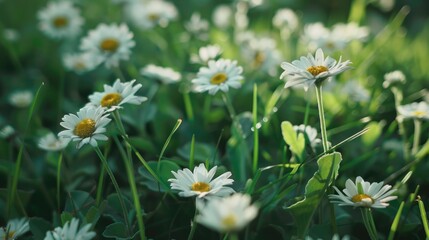 Capturing white blooming Bellis perennis in the park