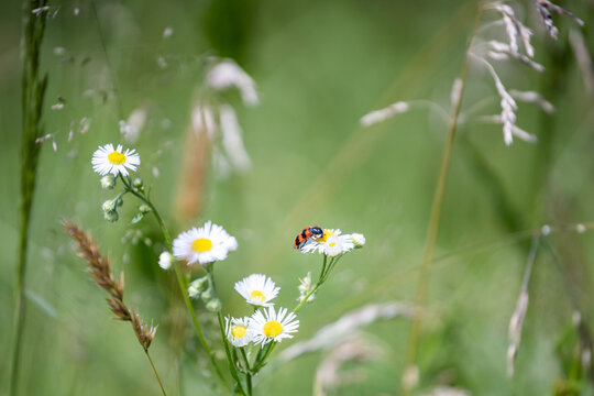 Trichodes apiarius. Cleridae. An insect on a daisy. Floral background. Summer herbs. Red beetle on a flower