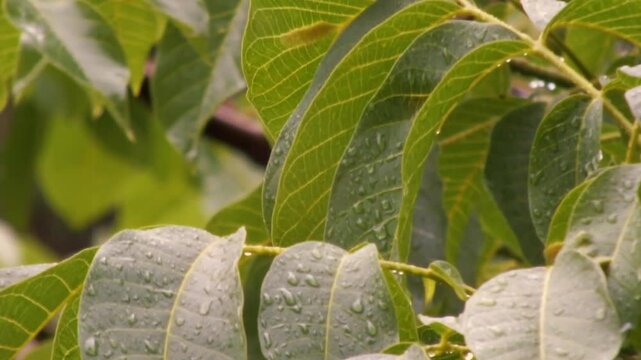 Green leaves of a walnut tree close up after rain