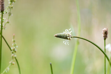 Summer herbs. Wild flowers. Gentle green background. Plantago lanceolata