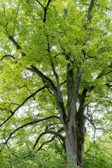 Fototapeta premium Baum