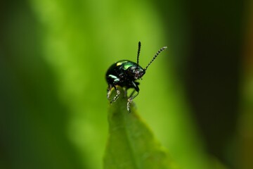 Close-up macro shot of a Alder Leaf Beetle on a leaf with a blurred green background