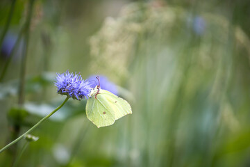 Butterfly on a flower. Gonepteryx mahaguru. Gonepteryx rhamni. A butterfly drinks nectar on a flower. Lemon-colored butterfly. Green background with a butterfly. Wild flowers and insects