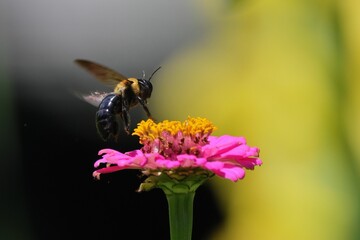 Close-up shot of a bee hovering over a vibrant pink flower in a garden