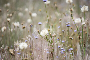 Jasione montana. Flowers in the field. Jasione blue flowers. Summer herbs. Green grass. Healing herbs