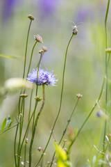 Jasione montana. Flowers in the field. Jasione blue flowers. Summer herbs. Green grass. Healing herbs