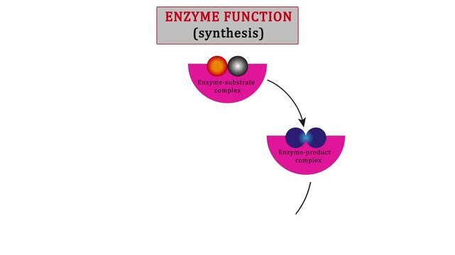 enzymatic function. synthesis. substrate, product, enzyme-product complex and enzyme-substrate complex. vector diagram for medical, educational and scientific use