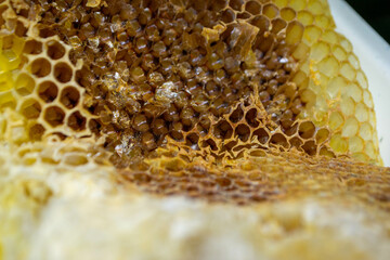 Beautiful honeycomb with bees close-up.