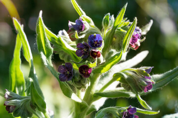 Cynoglossum officinale, houndstongue, houndstooth, dog's tongue, gypsy flower. Place for text.