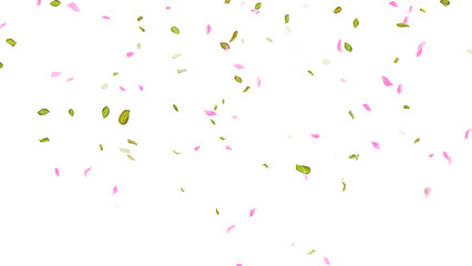 Spring background, Leaves and Petals Falling on White Background