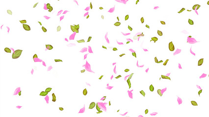 Spring background, Leaves and Petals Falling on White Background