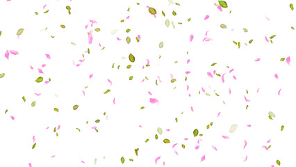 Spring background, Leaves and Petals Falling on White Background