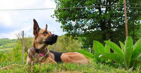 german shepherd dog on grass