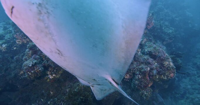 Bat ray swims close by camera.
