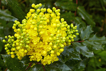 Blooming Mahonia holly with yellow buds in a public park