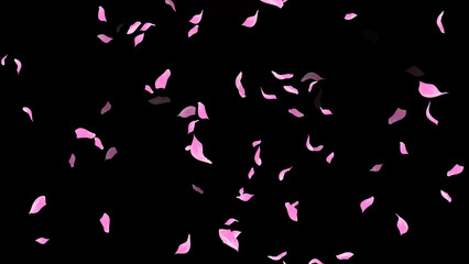 Falling Rose Petals on dark black background, wedding, romance, love, Valentines