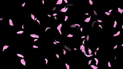Falling Rose Petals on dark black background, wedding, romance, love, Valentines