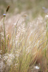Grass in the wind. Golden herbs. Summer herbs. Dry grass. Decorative grass. Wild herbs