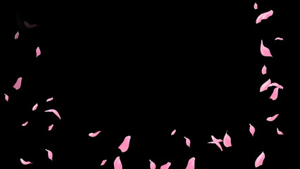 Falling Rose Petals on dark black background, wedding, romance, love, Valentines