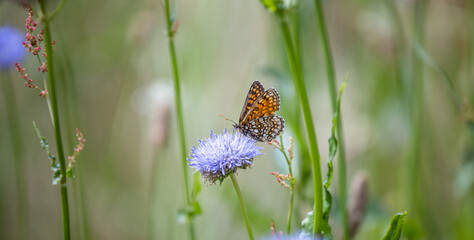 Melitaea athalia. Melitaea britomartis butterfly on a flower. A rare butterfly. Green background with a butterfly. Wild flowers and insects