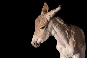 Asiatic wild ass baby, equus hemionus, Onager at night