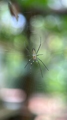spider on a web