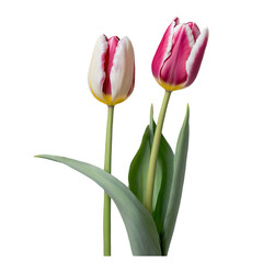 red white tulips on transparent background