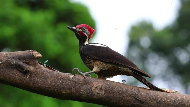 guatapana Lineated Woodpecker (Dryocopus lineatus) feeding on a tree in Mindo, Ecuador
