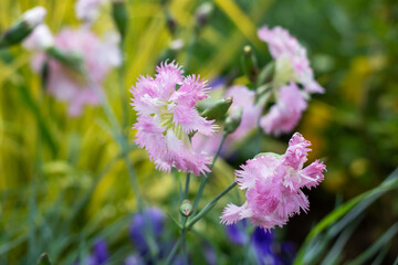 Pink and white flowers with yellow flowers in the background