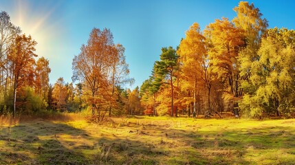Fototapeta premium Autumn forest landscape Gold color tree red orange foliage in fall park Nature change scene Yellow wood in scenic scenery Sun in blue sky Panorama of a sunny day wide banner panoramic : Generative AI
