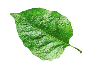 A close-up of a single, vibrant green leaf with intricate veins, isolated against a black background.