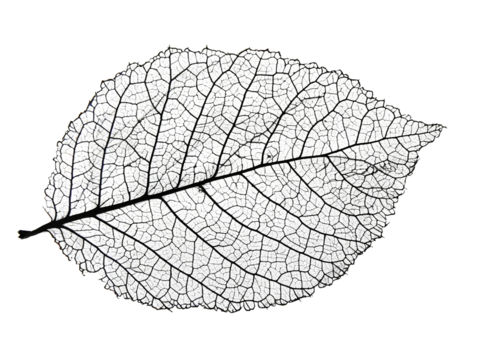 A detailed close-up of a leaf's intricate vein structure, isolated against a black background.