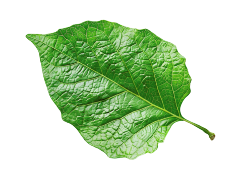 A close-up of a single, vibrant green leaf with intricate veins, isolated against a black background.