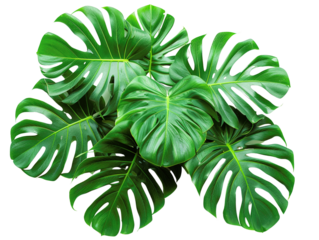 Close-up of lush green Monstera leaves, isolated on a black background. Tropical foliage for natural and botanical designs.