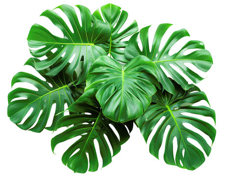 Close-up of lush green Monstera leaves, isolated on a black background. Tropical foliage for natural and botanical designs.