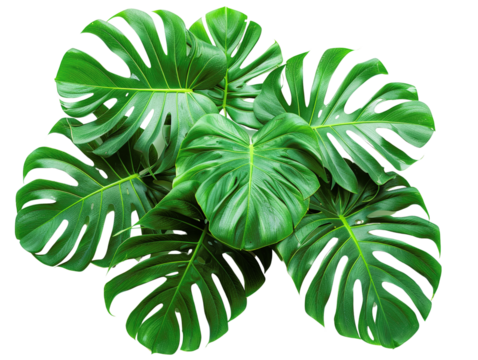 Close-up of lush green Monstera leaves, isolated on a black background. Tropical foliage for natural and botanical designs.