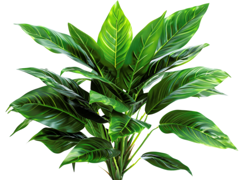 A lush green houseplant with large, vibrant leaves, showcasing the beauty of nature indoors.