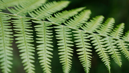 Green Leaf of wild fern