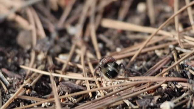 Avispa Dasylabris atrata hembra andando entre hojas de pino en el suelo del parque natural Sierra de Mariola, Espa&ntilde;a