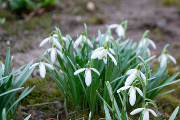 Obraz premium White flowers in the garden. Close up.