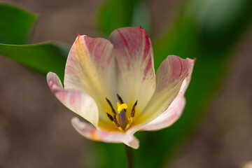 Spring blossom wallpaper. Beautiful Tulips. Red tulip flowers background. Beautiful flower red tulips in sunlight landscape at spring or summer. Amazing spring nature. Tulips flowers in garden.