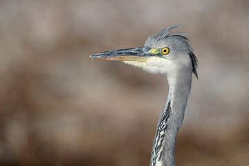 Portrait of young grey heron (Ardea cinerea) .