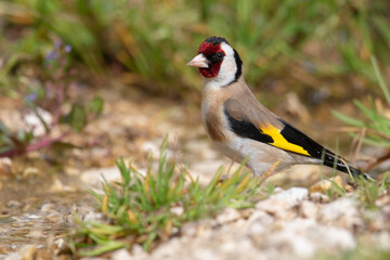 Obraz premium The Goldfinch (Carduelis carduelis), one of the most beautiful birds in Europe.